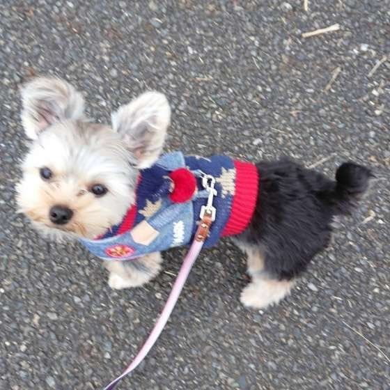 散歩するヨークシャー・テリア