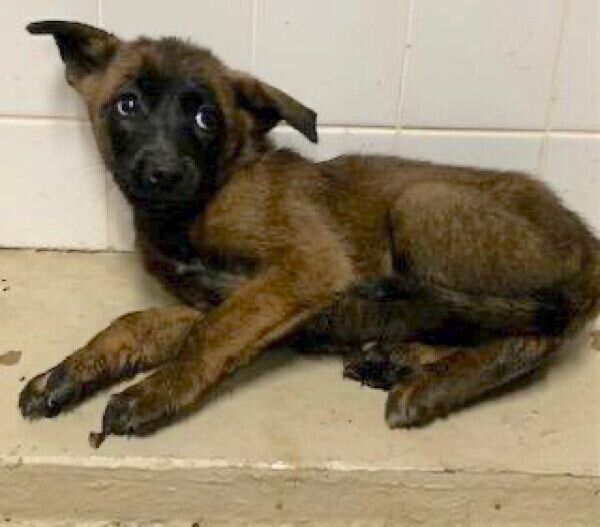 保健所にいた頃のコハクちゃん