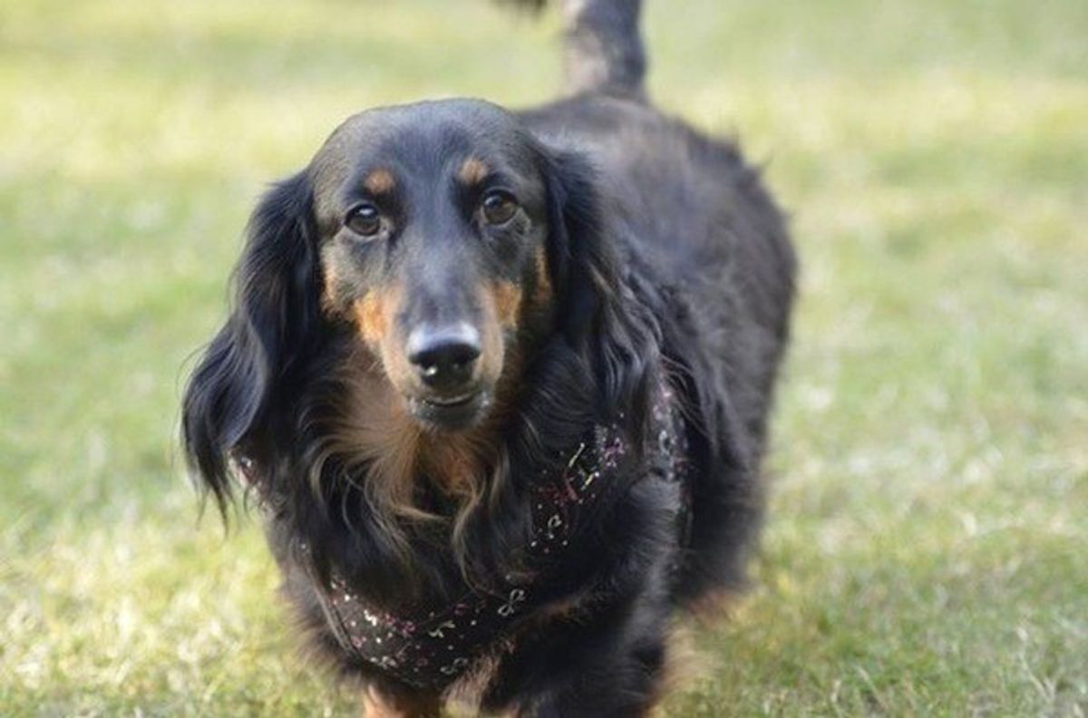 やんちゃで甘えん坊の困ったちゃん 男子犬のための育て方講座 いぬのきもちweb Magazine やんちゃで甘えん坊の困ったちゃん 男子犬のための育て方講座 いぬのきもちweb Magazine