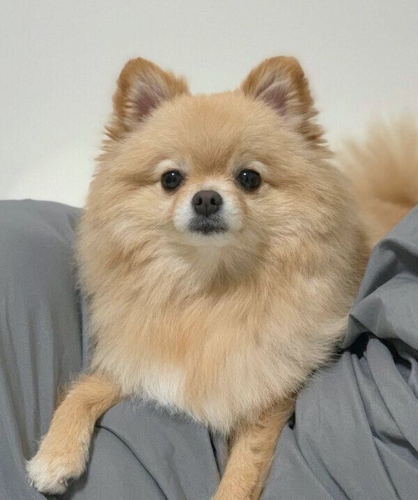 見つめるポメくん