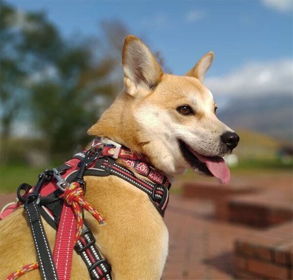 出かける咲季ちゃん