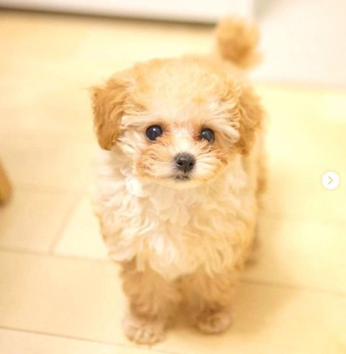 あどけない表情がかわいい子犬 な一面 を披露し反響の嵐 いぬのきもちweb Magazine あどけない表情がかわいい子犬 な一面 を披露し反響の嵐 いぬのきもちweb Magazine