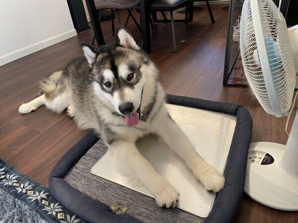 まったりするアルくん