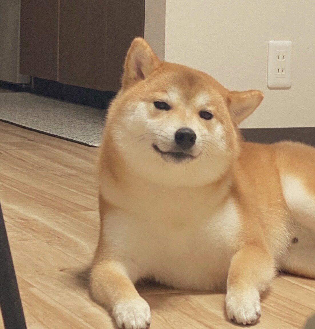 ドヤ顔をするコタくん