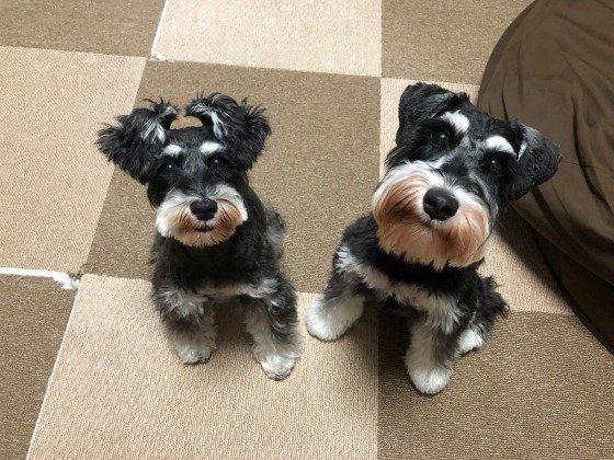 うまうまを待つかわいい2頭のミニチュアシュナウザー