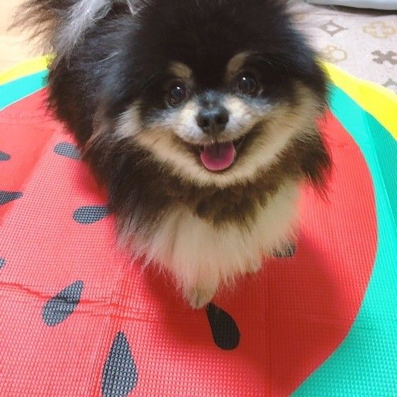 スイカとポメラニアン