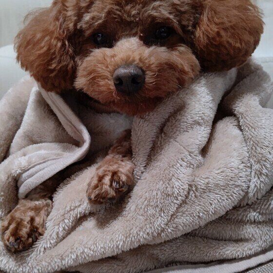 トイ・プードルのクウくん