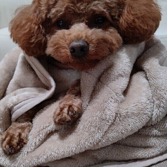 トイ・プードルのクウくん