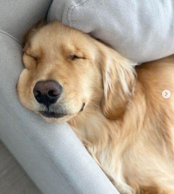 気持ちよさそうに眠るLUKEくん