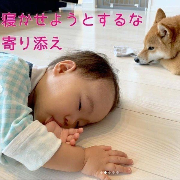 柴犬の寝かしつけ術