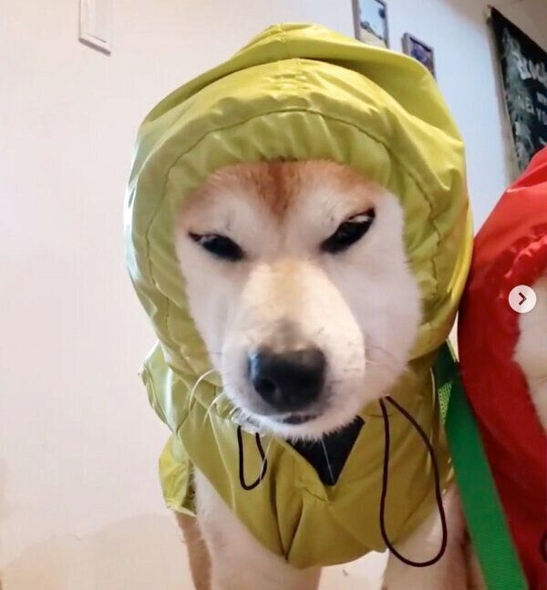 カッパを着てフリーズするモカちゃん