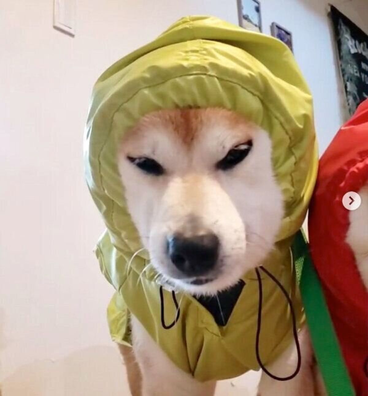 雨の日の散歩で カッパ隊 に 柴犬3姉妹が並んでフリーズする姿が可愛いすぎた いぬのきもちweb Magazine 雨の日の散歩で カッパ隊 に 柴犬3姉妹が並んでフリーズする姿が可愛いすぎた いぬのきもちweb Magazine