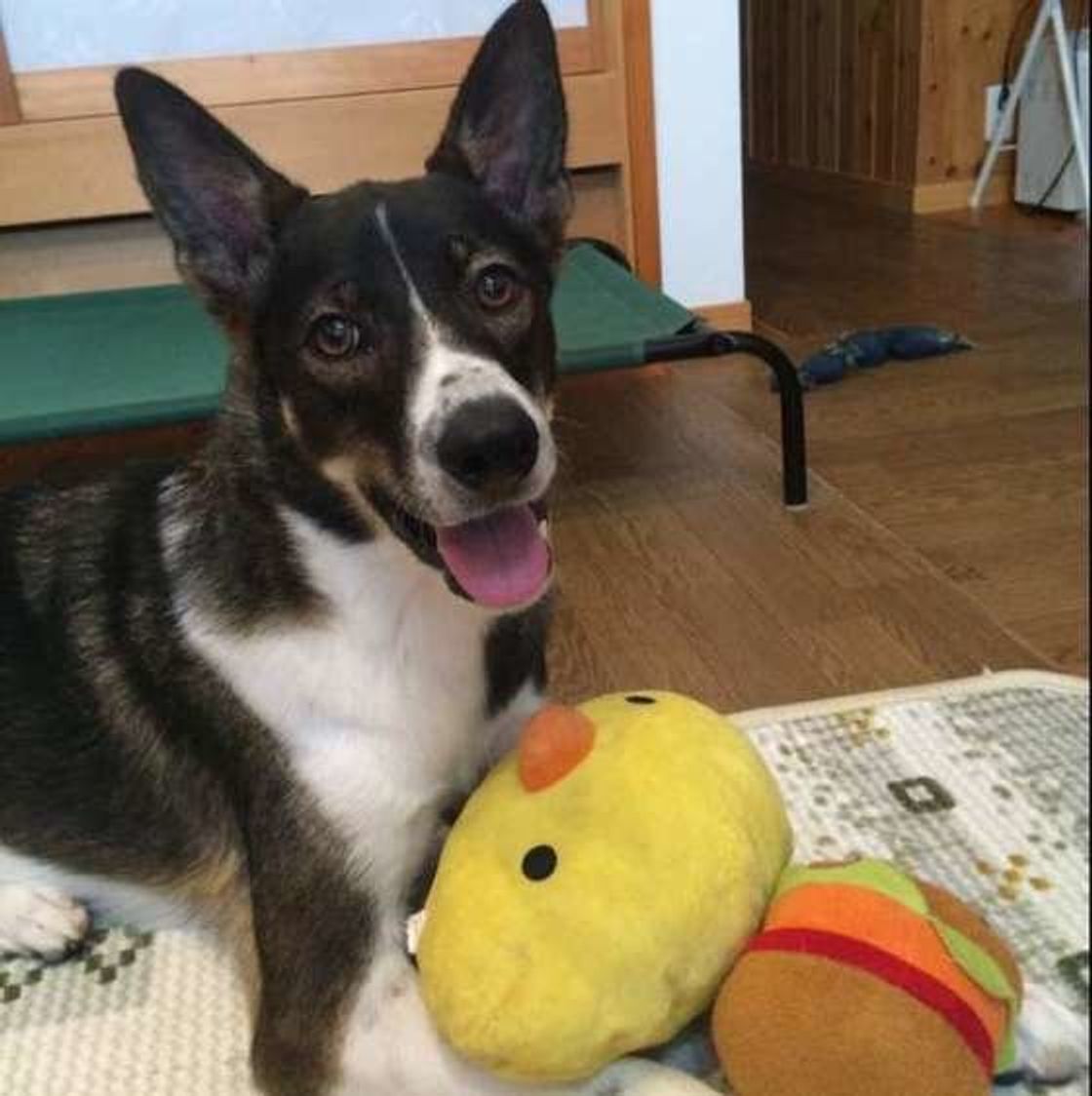 獣医師監修 犬が食べても大丈夫 枝豆をあげる時の注意点とは いぬのきもちweb Magazine 獣医師監修 犬が食べても大丈夫 枝豆をあげる時の注意点とは いぬのきもちweb Magazine