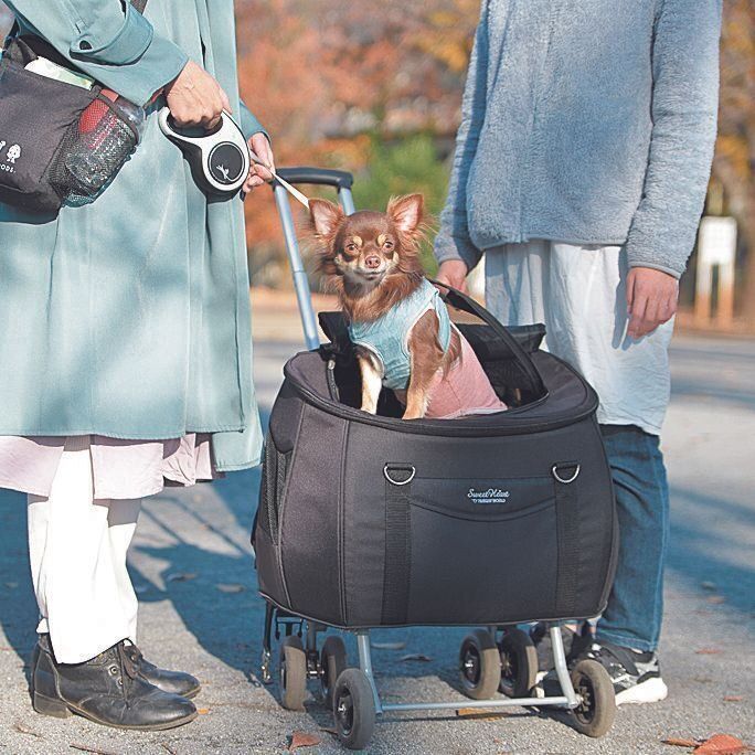 家から公園までの道のりは、リュックにもなるカートに乗せて連れていきます