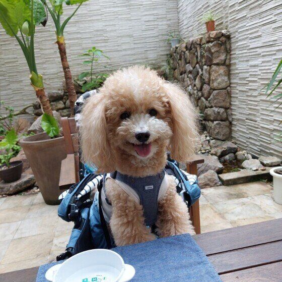 フードを数粒だけ残したり1粒ずつ食べる犬の心理は？ いぬのきもち