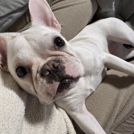 飼い主さんの足の間でくつろぐフレンチ・ブルドッグ
