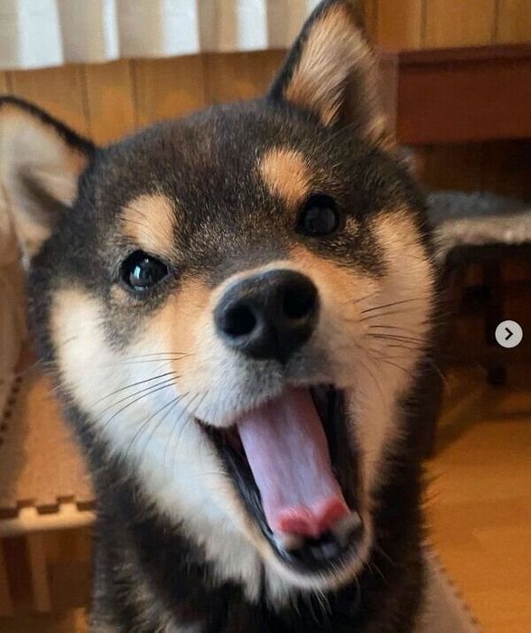 あくびをするこたのすけくん