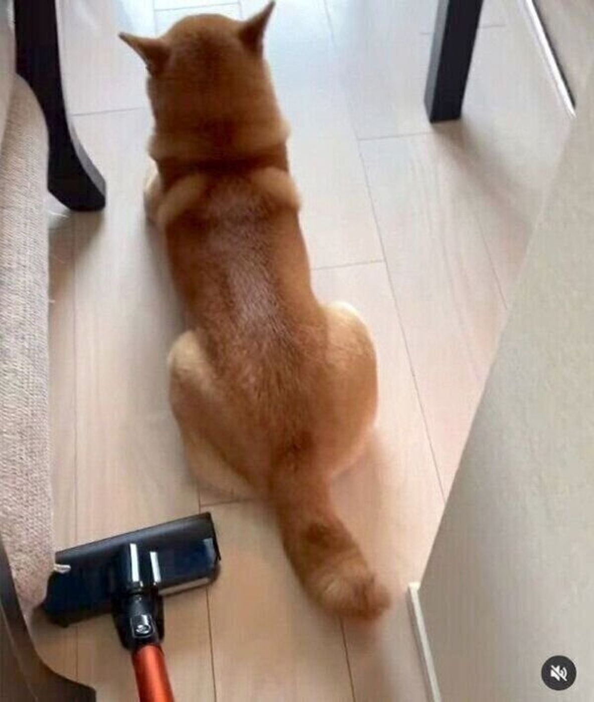 掃除機が近くにきてもまったく動じない柴犬 飼い主との 頑固対決 に思わず爆笑 いぬのきもちweb Magazine 掃除機が近くにきてもまったく動じない柴犬 飼い主との 頑固対決 に思わず爆笑 いぬのきもちweb Magazine