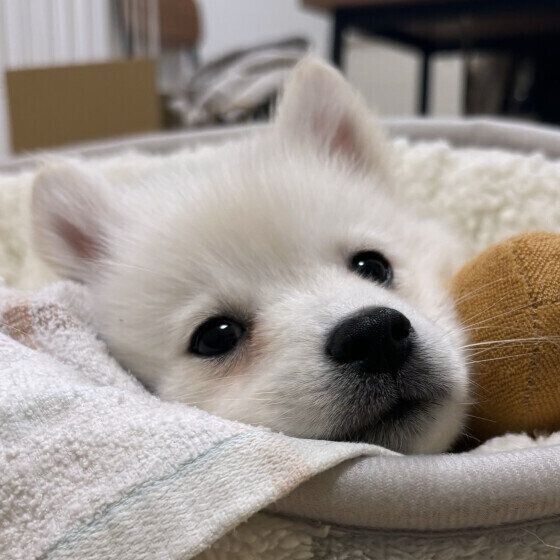 犬のトイレを清潔にする理由を再確認！ 犬用トイレの掃除のコツも紹介 いぬのきもち