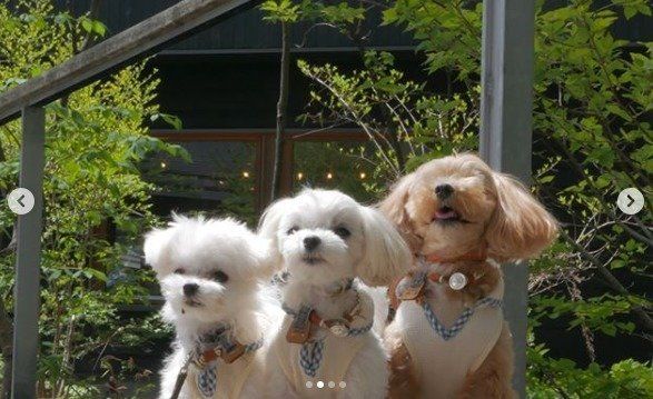 インスタ映えも狙える 愛犬と行きたい関東のおしゃれスポット3選 いぬのきもちweb Magazine