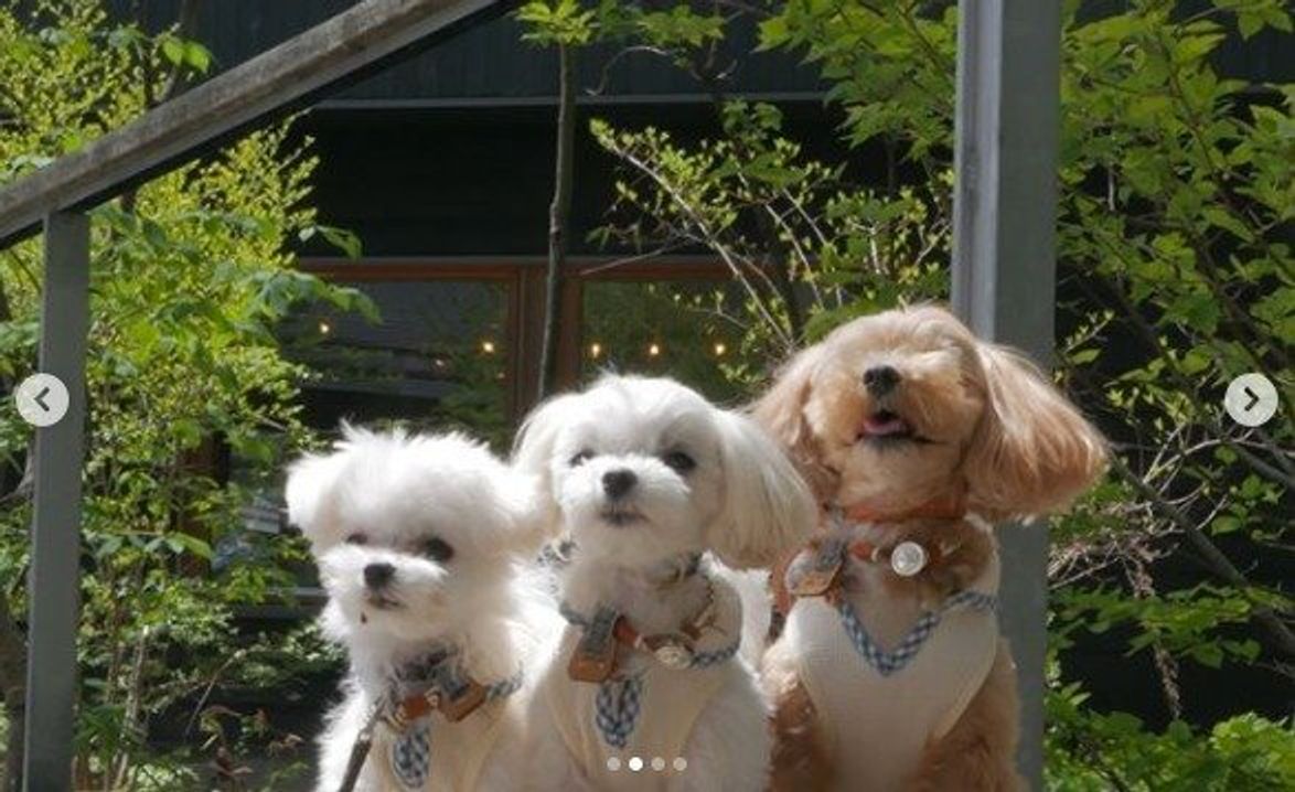 インスタ映えも狙える 愛犬と行きたい関東のおしゃれスポット3選 いぬのきもちweb Magazine インスタ映えも狙える 愛犬と行きたい関東のおしゃれスポット3選 いぬのきもちweb Magazine