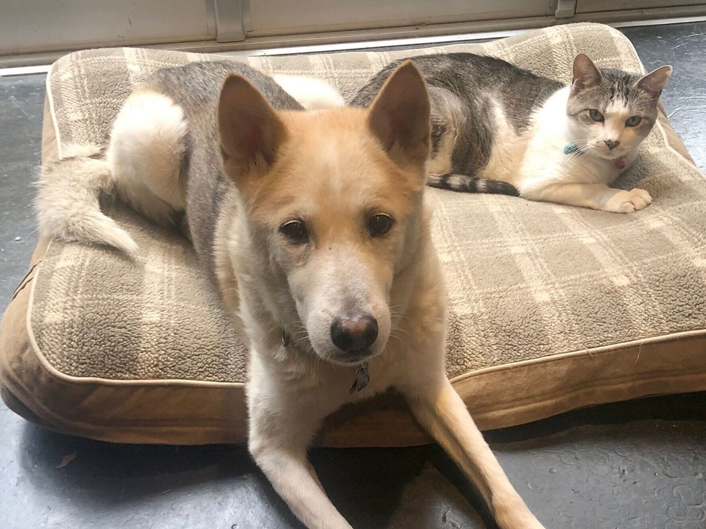 飼い主さんに朗報 犬を飼うメリットの最新研究 連載 西川文二の 犬ってホントは Vol 129 いぬのきもちweb Magazine 飼い主さんに朗報 犬を飼うメリットの最新研究 連載 西川文二の 犬ってホントは Vol 129 いぬのきもちweb Magazine