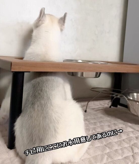 壁をなめるパンプキンくん