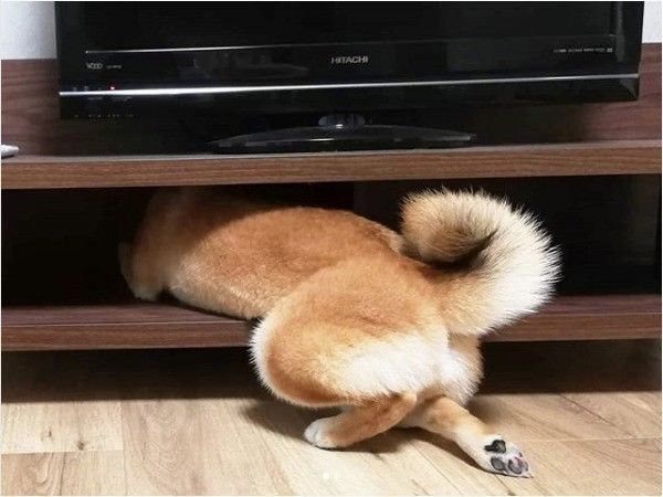 隠れられていないワンコ