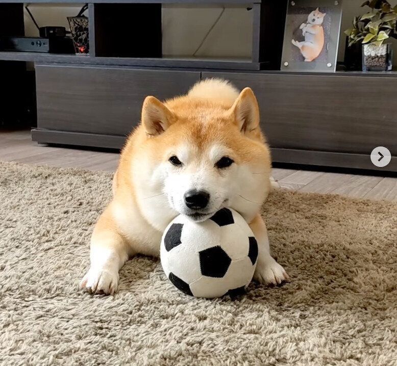 ボールにあご乗せをして「あそんで」と訴える福来くん