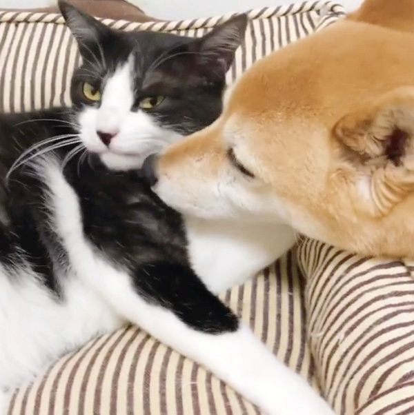 同居猫が大好きな犬