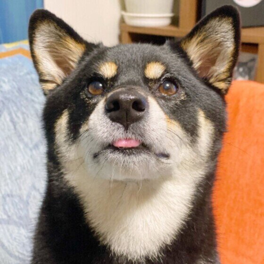 犬が舌をちょろっと出していることがある しぐさの理由 注意したい点は 獣医師解説 いぬのきもちweb Magazine 犬が舌をちょろっと出していることがある しぐさの理由 注意したい点は 獣医師解説 いぬのきもちweb Magazine