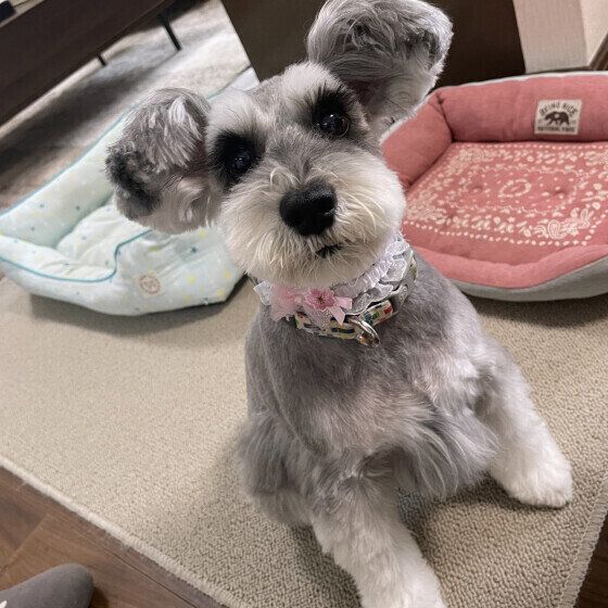 犬が頻繁に唾を飲み込む仕草をする？ 食事以外で喉を何度も「ゴックン」する理由 いぬのきもち