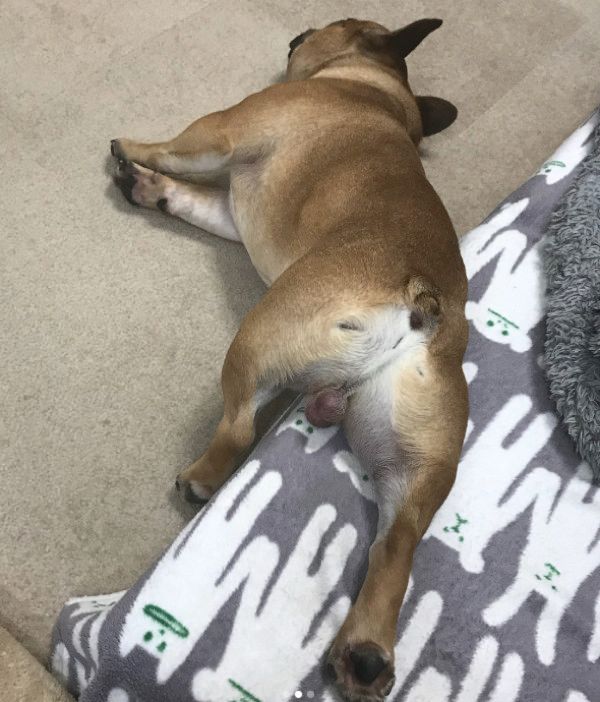 驚きの体勢で寝落ちしちゃう犬