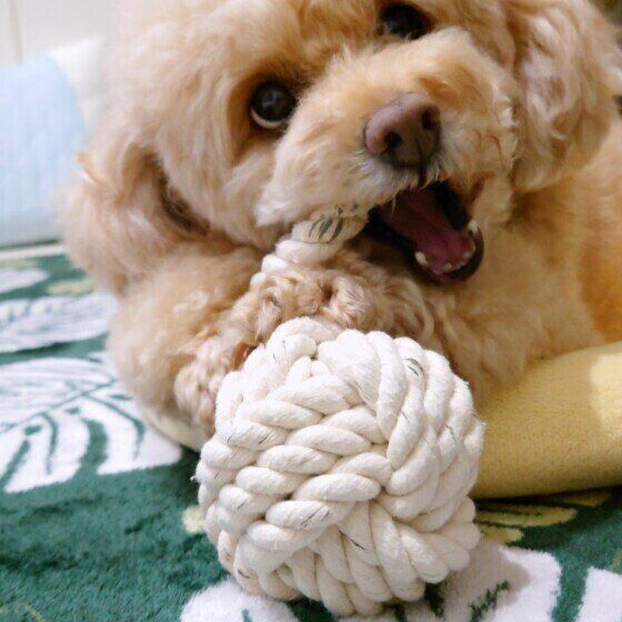 トイ・プードルのももちゃん