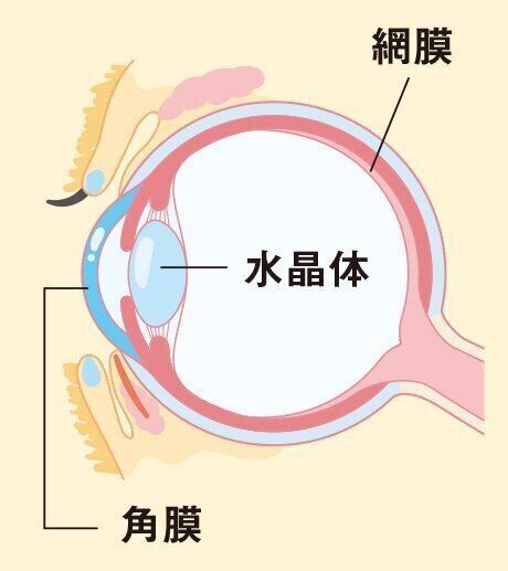 イラスト／うてのての