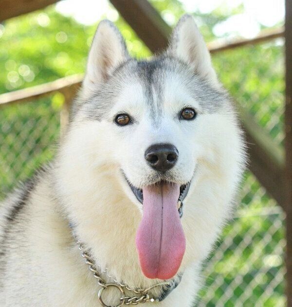 舌を出して笑ういろはちゃん