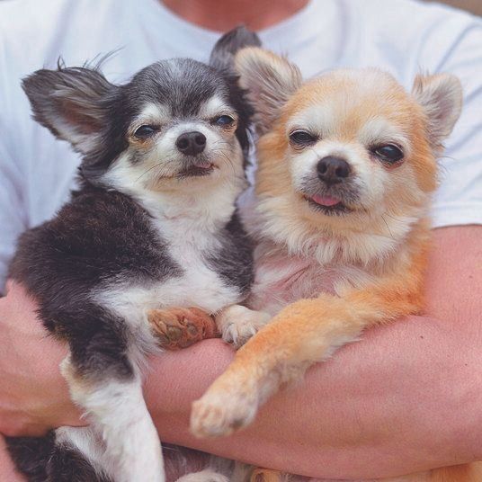 Nさん家が迎えたチワワのぬっくん（推定14才／右）とオハナちゃん（推定11才／左）。シニアでも超元気！