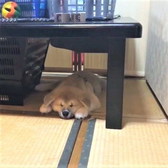 おねむになったらんぷちゃん