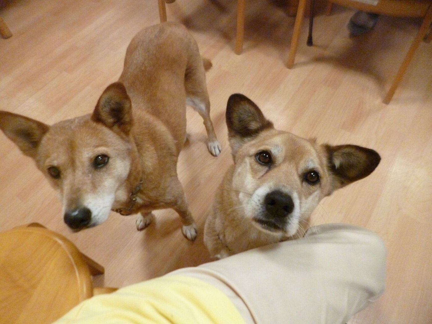 ホームの入居者の死期を察知 その時まで寄り添い続ける元保護犬の姿 いぬのきもちweb Magazine ホームの入居者の死期を察知 その時まで寄り添い続ける元保護犬の姿 いぬのきもちweb Magazine