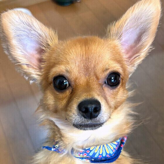 犬の片耳だけが垂れているときに気を付けること いぬのきもち