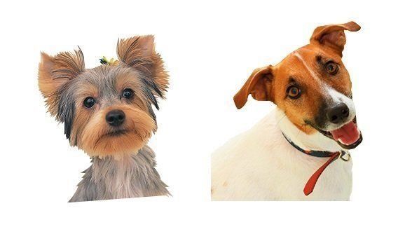 かまって犬 さみしくなるといじけちゃう犬種って いぬのきもちweb Magazine