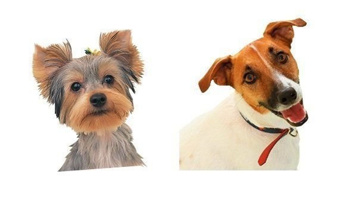 かまって犬 さみしくなるといじけちゃう犬種って いぬのきもちweb Magazine かまって犬 さみしくなるといじけちゃう犬種って いぬのきもちweb Magazine