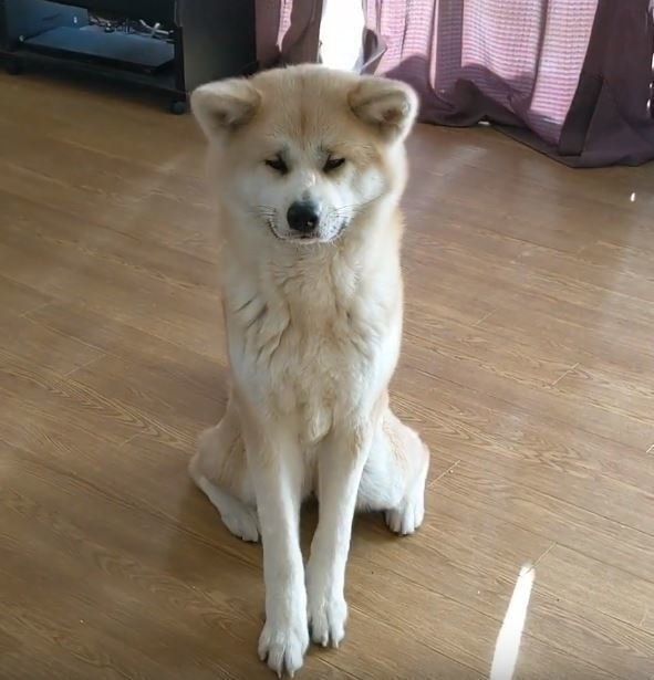 パパをお迎えする秋田犬の 美人女将 でも本性は暴れん坊 いぬのきもちweb Magazine