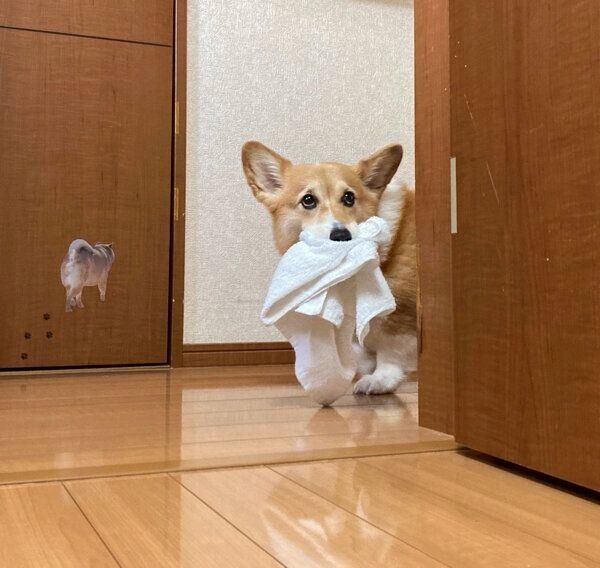タオルをくわえるベルちゃん