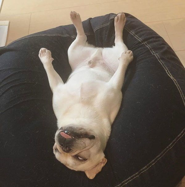 眠るフレンチ・ブルドッグ