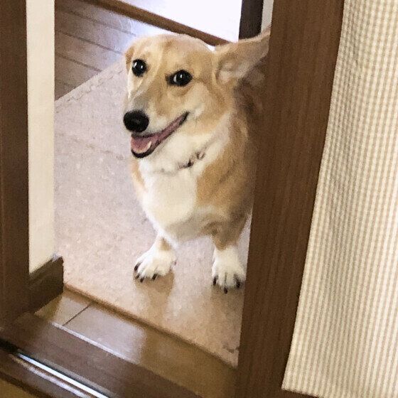 お出迎えするももちゃん