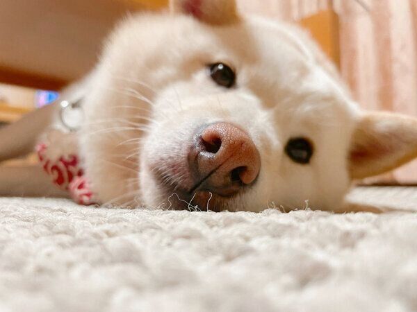 まったりするだいふくさん