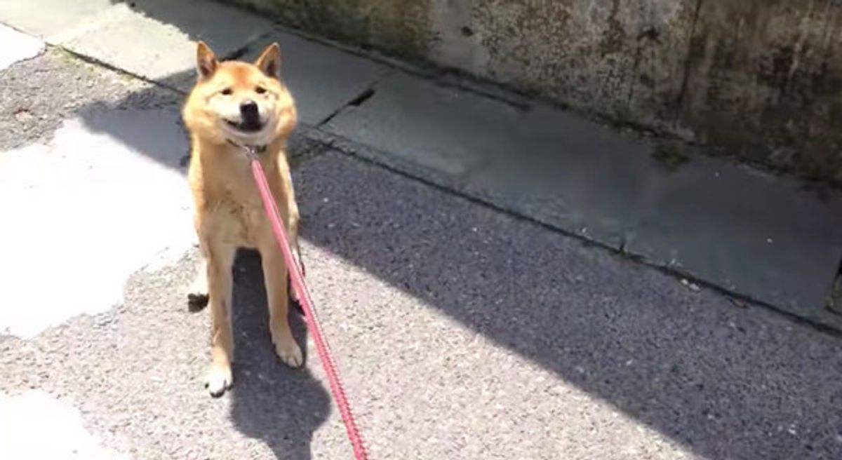 病院に行くことに気づいてしまったワンコ その反応が激カワ いぬのきもちweb Magazine 病院に行くことに気づいてしまったワンコ その反応が激カワ いぬのきもちweb Magazine