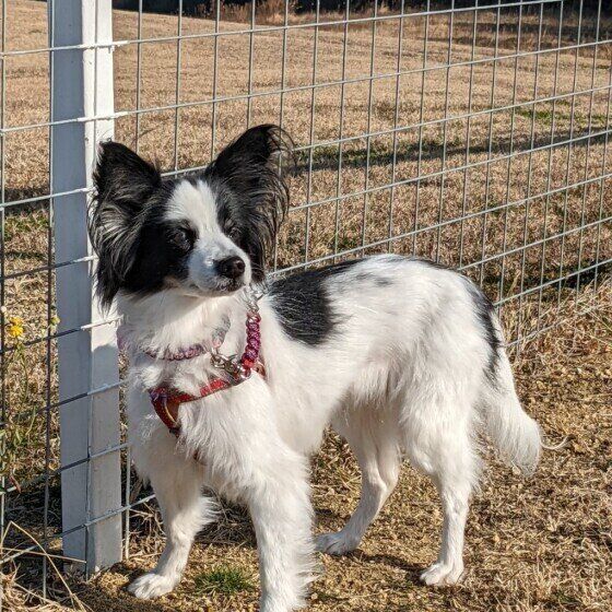 老いるとしなくなる犬の意外な変化