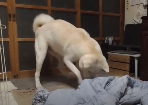 秋田犬　ゆうきくん